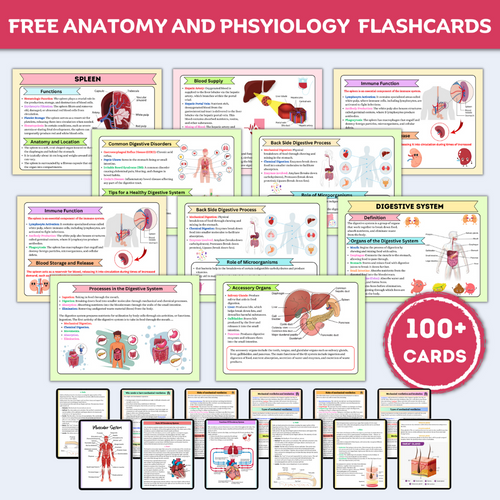 Anatomy & Physiology Flashcards